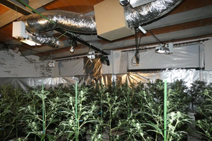 Una imatge de la plantació de marihuana a Fonolleres.