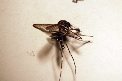El mosquit tigre té una línia característica al cap i al tòrax.