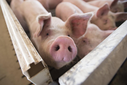 Imatge de porcs en una explotació d’engreixament d’animals.