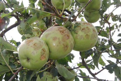 Manzanas afectadas por el pedrisco, en L’Horta de Lleida, en una imagen de archivo.