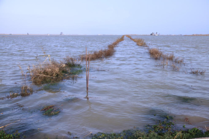 Los arrozales de la balsa de l’Arena del Delta del Ebro inundados con agua de mar.