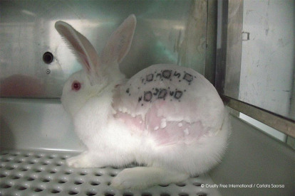Imagen de un conejo en el laboratorio.