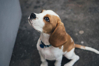 Un gos de raça beagle.