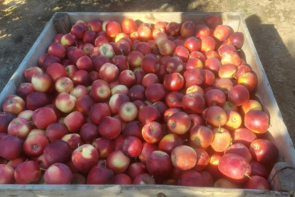 Lleida recol·lecta aquests dies varietats tardanes de poma, com la roja story.