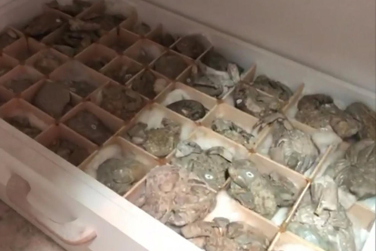 Algunos de los fósiles de cangrejos decomisados por los Mossos. 