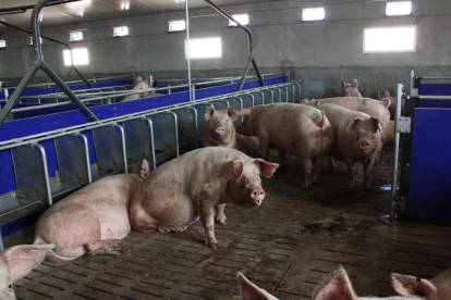 Imatge d’una explotació de producció de porcs d’Ivars d’Urgell.