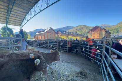 Centenars de persones van contemplar els exemplars de vaca bruna a la fira ramadera d’Esterri.
