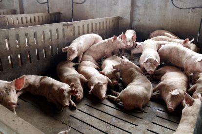 Imagen de archivo de una granja de porcino de la comarca del Segrià.