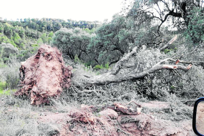 Una olivera caiguda al camí d’Almatret.