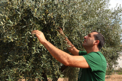 Un pagès comprovant la qualitat de les olives en un camp d'oliveres.