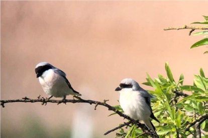 Dos exemplars de trenca, ocell que actualment es troba en perill d’extinció.