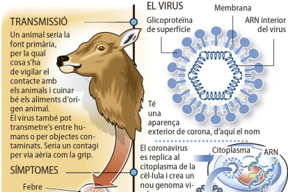 Què és un coronavirus?