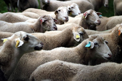 L’oví i cabrú és un dels sectors amb més problemes.