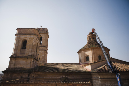 Operaris de Medi Ambient al retirar nius de cigonyes de la cúpula de l’església d’Aitona.