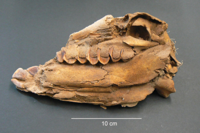 Crani d'un dels fetus de cavall analitzat a l'estudi, procedent de la fortalesa de Vilars.