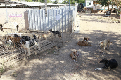 Un grup de gossos que esperen a ser adoptats, ahir a la protectora Lydia Argilés de Lleida.