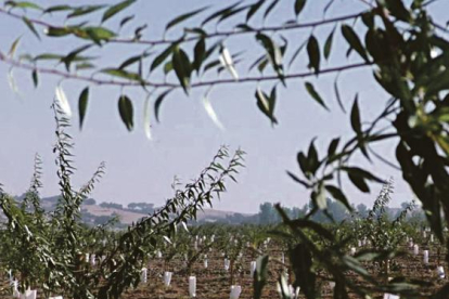 Imagen de una finca de Borges Agricultural en Portugal.