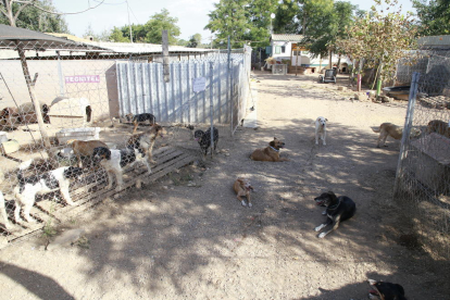 Imagen de archivo de un grupo de perros en una protectora de animales de Lleida. 