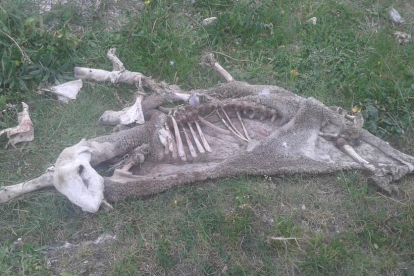 El cadáver de una de las ovejas aparecido ayer en Naut Aran.