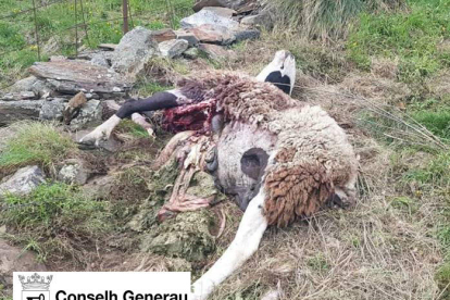 Uno de los animales muertes por Goiat el miércoles.