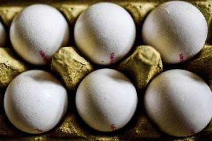 Bélgica y Holanda inician investigaciones judiciales por huevos contaminados