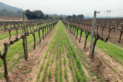 La UdL prova al Penedès diferents cobertes vegetals per conservar el sòl en vinyes ecològiques de la Família Torres