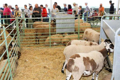 La mostra de ramaderia de la Fira en la passada edició.