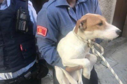 Mossos i Bombers voluntaris d’Oliana, al costat del gos rescatat d’un pis deshabitat.