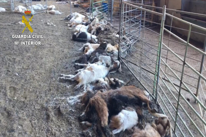 Una imatge de la granja amb cabres mortes.