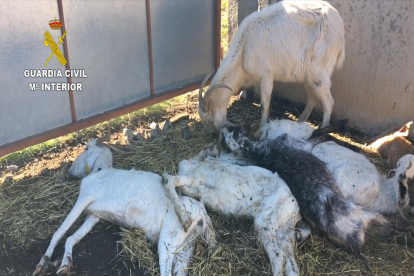 Una cabra viva al costat d'altres exemplars morts a la granja de la detinguda.