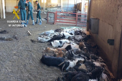 Algunas de las cabras muertas en el suelo de la granja, con agentes de la Guardia Civil investigando.