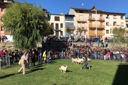 Demostració de pasturatge durant el concurs d’ovella xisqueta de Sort al parc del Riuet.