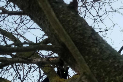 El gat es troba atrapat en un arbre alt i amb les branques molt primes.