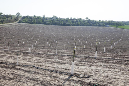 Torrons Vicens ha iniciado ya su actividad en el Segarra-Garrigues plantando varias hectáreas de almendros en Vilagrassa.