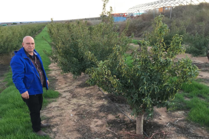 Torrons Vicens ja ha iniciat la seua activitat al Segarra-Garrigues plantant diverses hectàrees d’ametllers a Vilagrassa.