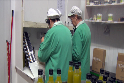 Inicio de la producción de aceite de oliva en Lleida.