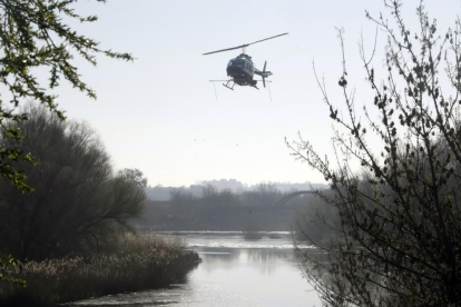 Un helicòpter ha fumigat aquest divendres el riu Segre.
