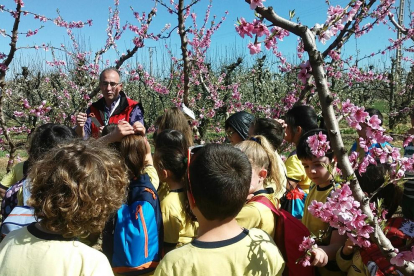 Comienzan las visitas a los campos de frutales floridos en Aitona