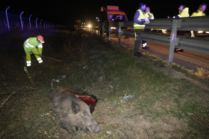Operaris treballaven ahir al lloc de l’accident, on s’observa el senglar mort.