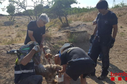 Bombers i Brigada Municipal, ahir després de rescatar el gos. A la dreta, l’animal atrapat a l’interior del tub de reg.