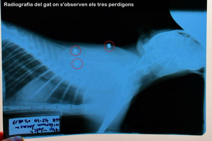 La radiografia aportada com a prova per la propietària del gat.