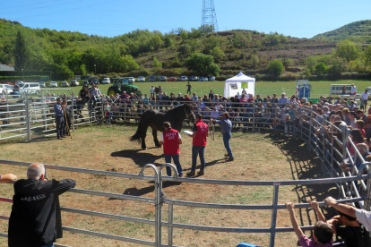 Imatge del concurs comarcal de cavall pirinenc que es va celebrar ahir a la Pobleta de Bellveí.
