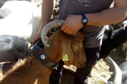 Un collar equipat amb GPS que permet al pastor conèixer la ubicació de l’animal a través del mòbil.