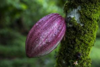 El cacao puro que se inhala, la nueva moda entre los jóvenes en EEUU