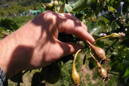 El vivero impulsado por el consell comarcal del Sobirà cuenta con 22 variedades de frutales