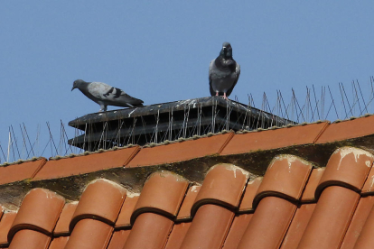 La fachada de una casa de Ciutat Jardí, con varias palomas ayer.