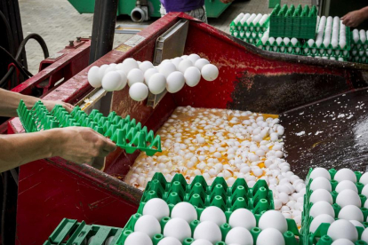 Personal desecha huevos contaminados en una granja de Holanda