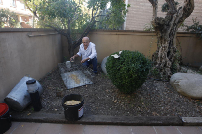 Antoni Tahull echa pienso en la jaula para capturar palomas. 