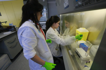 Dos investigadoras ayer, en uno de los laboratorios del Institut de Recerca Biomèdica de Lleida