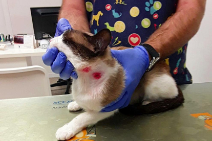 Vista del gat, amb les ferides al coll, al centre veterinari on va ser atès.